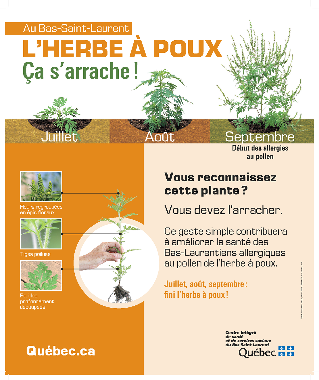 Herbes à poux
